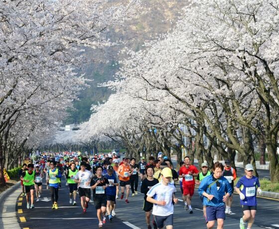 VIAJE A GYEONGJU, COREA - Maratón de flores de cerezo en Gyeongju