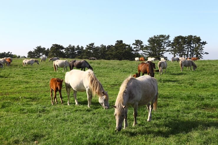 las informaciones de JEJU
Caballo de Jeju