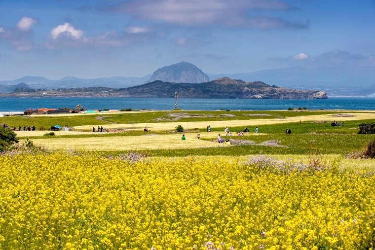 las informaciones de JEJU
La flor representativa de Jeju, Canola (De Marzo a Abril)