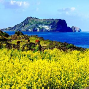 J3-Tour Jeju con guía en español desde Seúl - 3 días