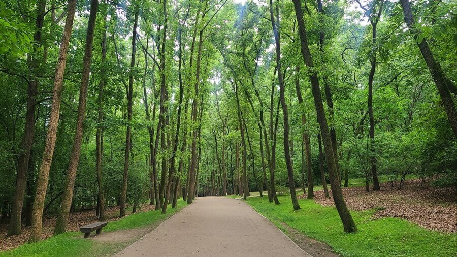 los arboles llenos en el bosque de las tumbas reales de la dinastía Joseon