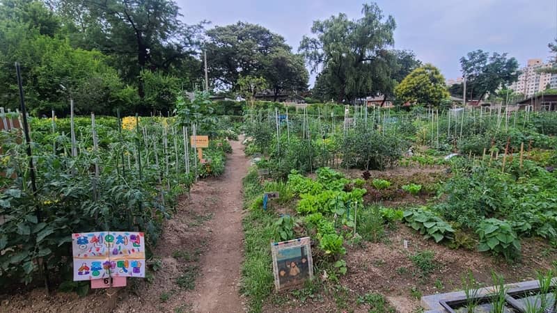 Hertas de verduras para alumnos de escuela primaria en Yongsan Seúl