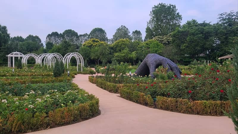 Jardín de rosa en Yongsan parque familiar