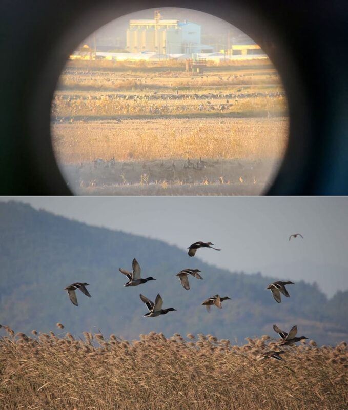 Aves migratorias Corea del sur