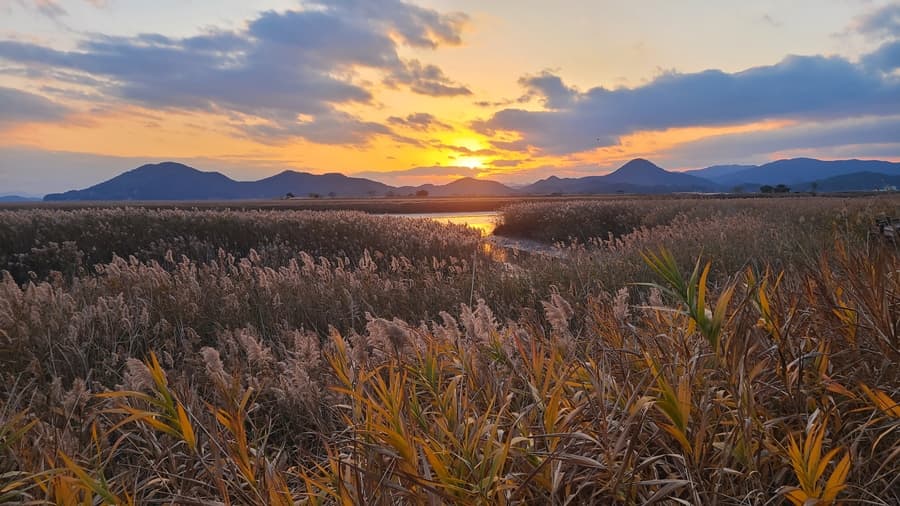 Las cañas altas al atardecer del otoño, Suncheon Corea