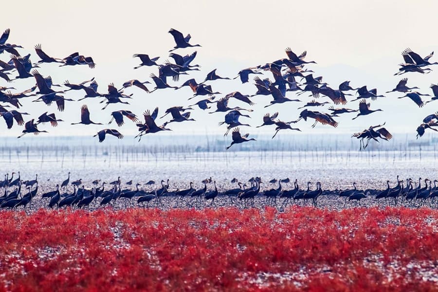 Los humedales de la bahía Suncheon, Corea del sur